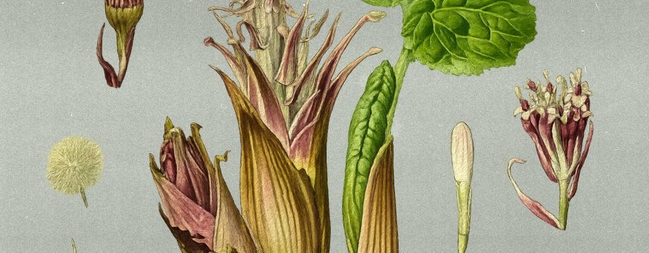 Белакапытнік гібрыдны (Petasites hybridus). Ілюстрацыйная выява